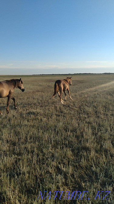 Продаются лошади 2 Байтал Шахтинск - изображение 1