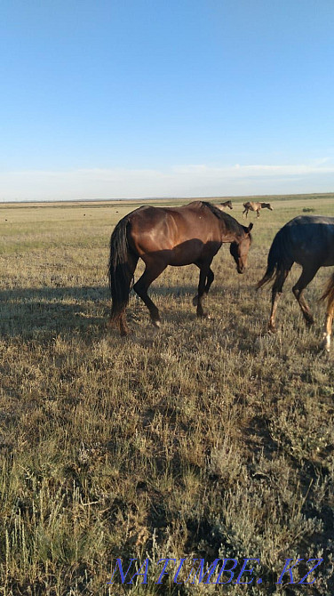 Продаются лошади 2 Байтал Шахтинск - изображение 2