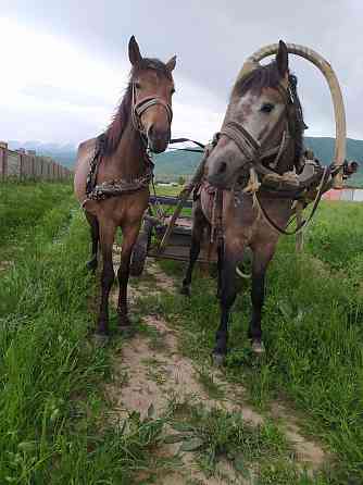 Продам двух лошадей кабыла жеребец и бричка лошади  Шалқар
