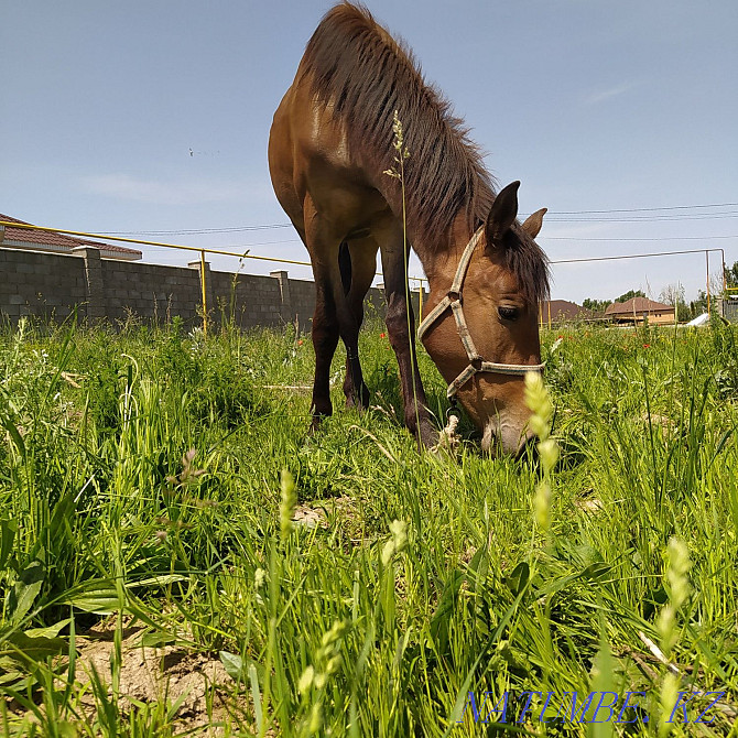 I will sell two horses, a stallion and a carriage of a horse Shalqar - photo 3