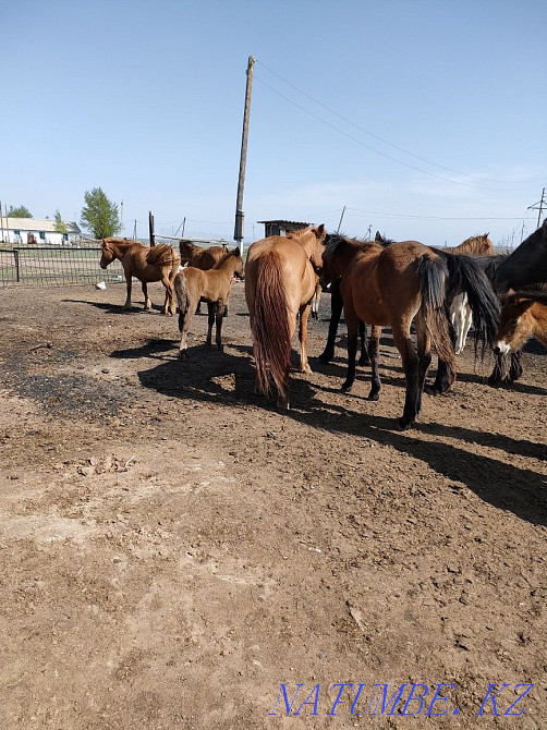 Horses, jylkylar Astana - photo 1