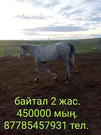 Лошади на продажу Уральск