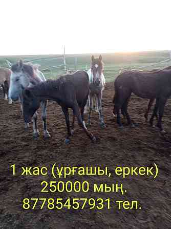 Лошади на продажу Уральск