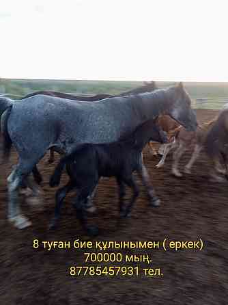 Лошади на продажу  Орал
