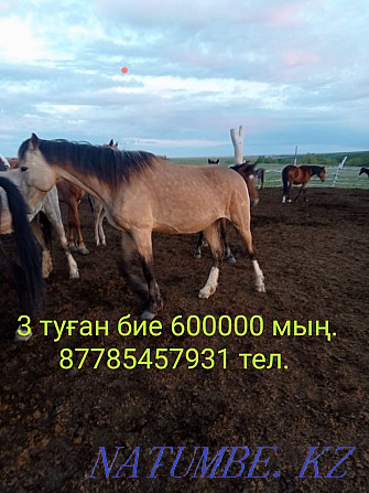 horses for sale Oral - photo 1