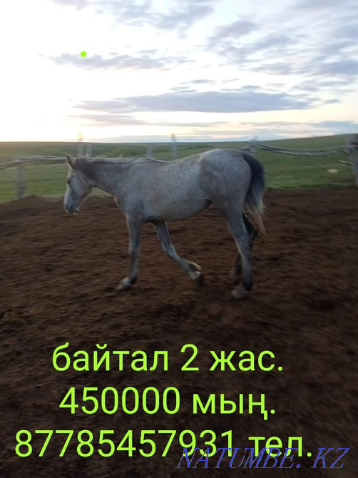 Лошади на продажу Уральск - изображение 5