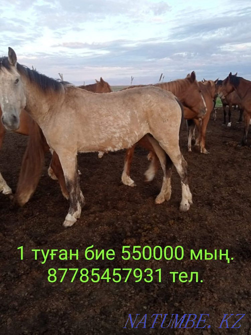 Лошади на продажу Уральск - изображение 4