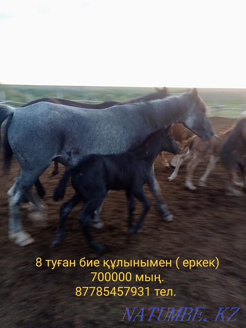 Лошади на продажу Уральск - изображение 3