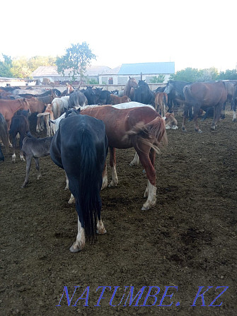 Horses for sale... Karagandy - photo 2