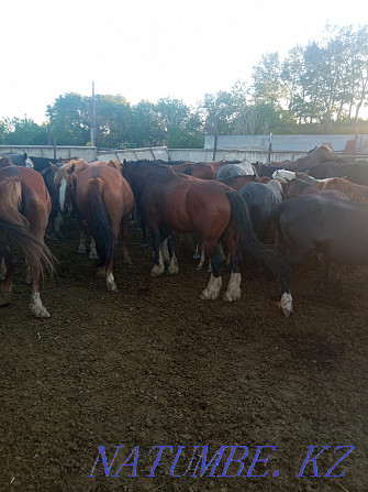 Horses for sale... Karagandy - photo 6