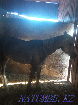 Horses for sale... Karagandy - photo 5