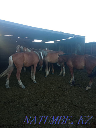 Horses for sale... Karagandy - photo 1