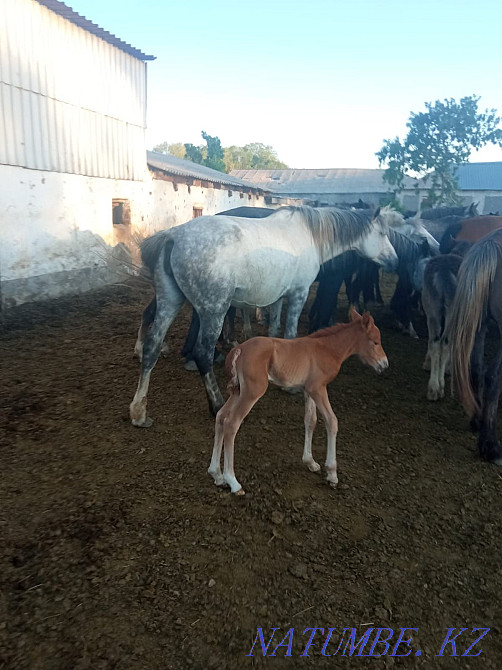 Продаются лошади... Караганда - изображение 4