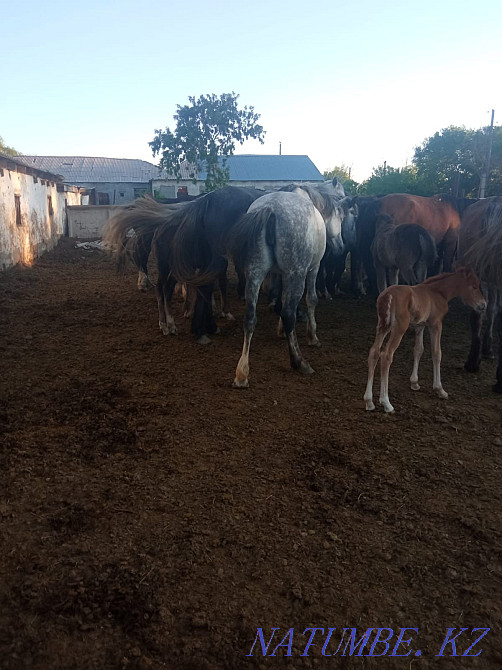 Продаются лошади... Караганда - изображение 7