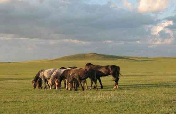 Продаются лошади Астана