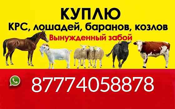 Крс, лошади, бараны, Петропавловск