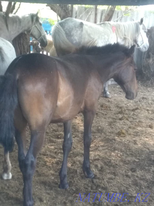 horses for sale  - photo 1