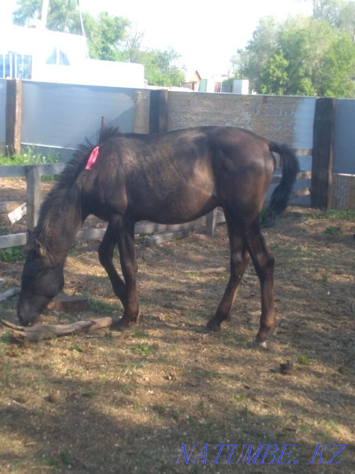 horses for sale  - photo 2