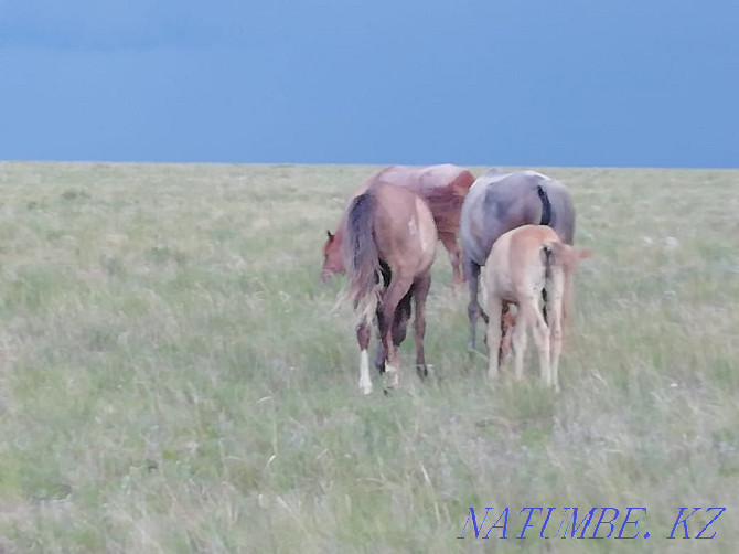 Selling horses.  - photo 2