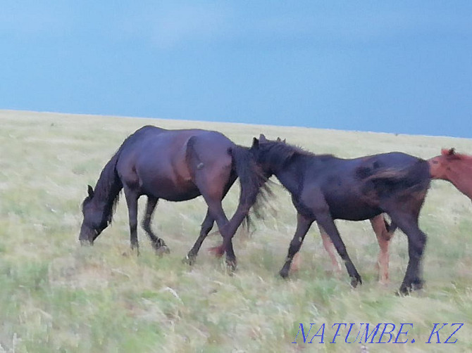 Selling horses.  - photo 3