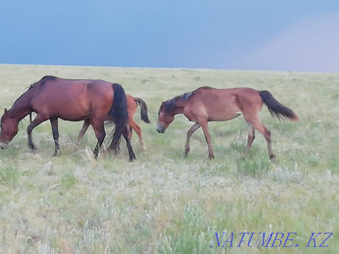 Selling horses.  - photo 4