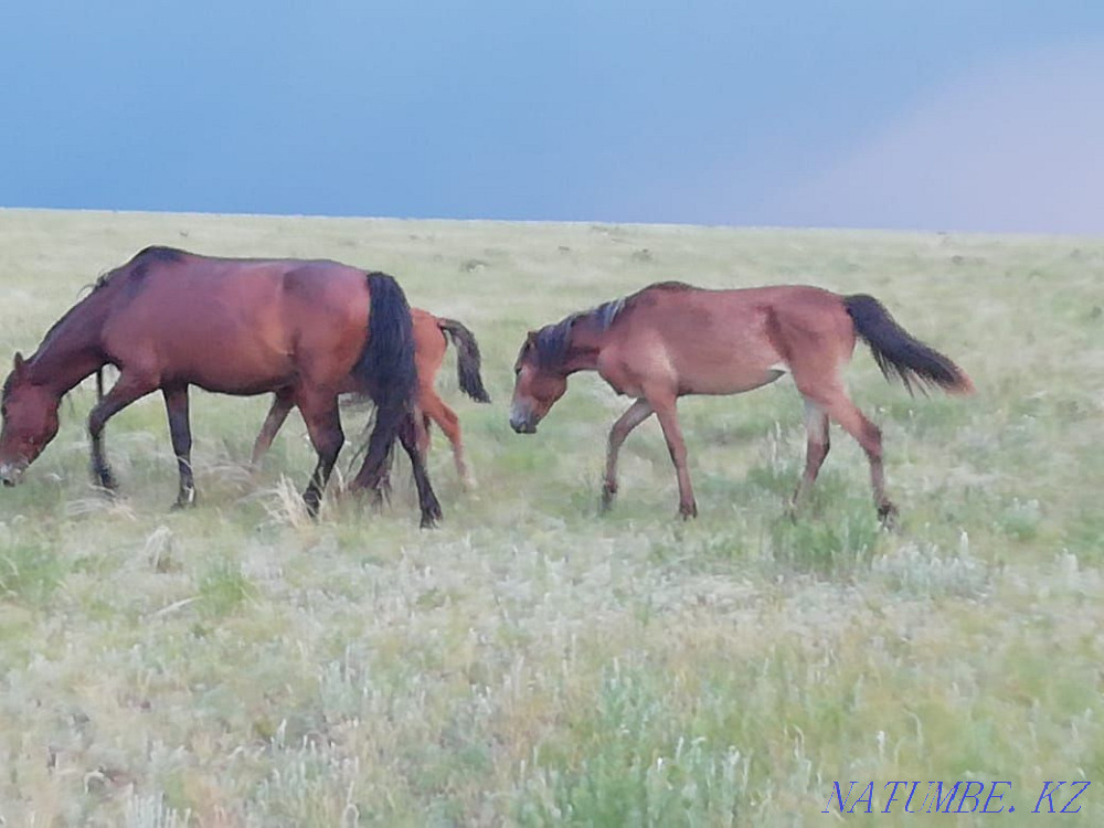 Продам лошадей..  - изображение 4