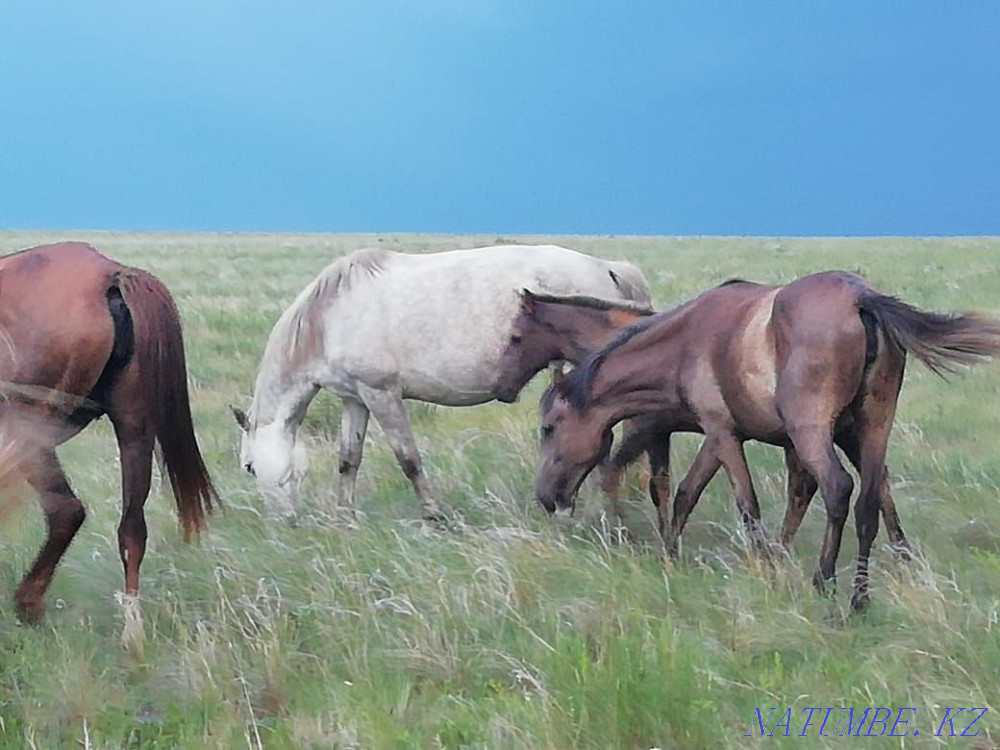 Продам лошадей..  - изображение 1