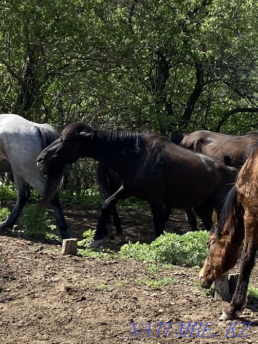 Horses thai veins Туздыбастау - photo 1