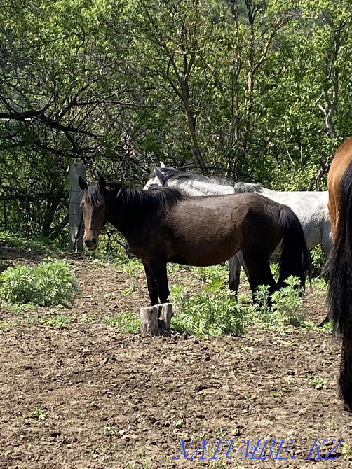 Horses thai veins Туздыбастау - photo 3