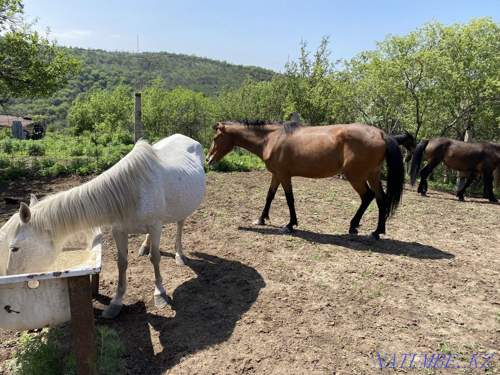 Horses thai veins Туздыбастау - photo 7