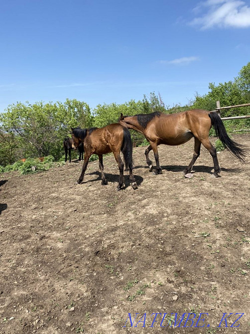 Horses thai veins Туздыбастау - photo 8