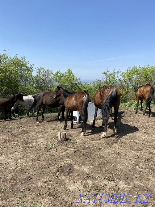 Horses thai veins Туздыбастау - photo 4