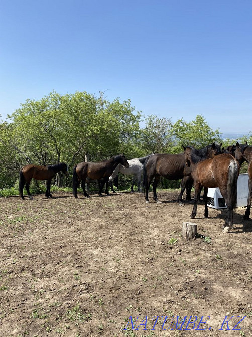 Horses thai veins Туздыбастау - photo 5