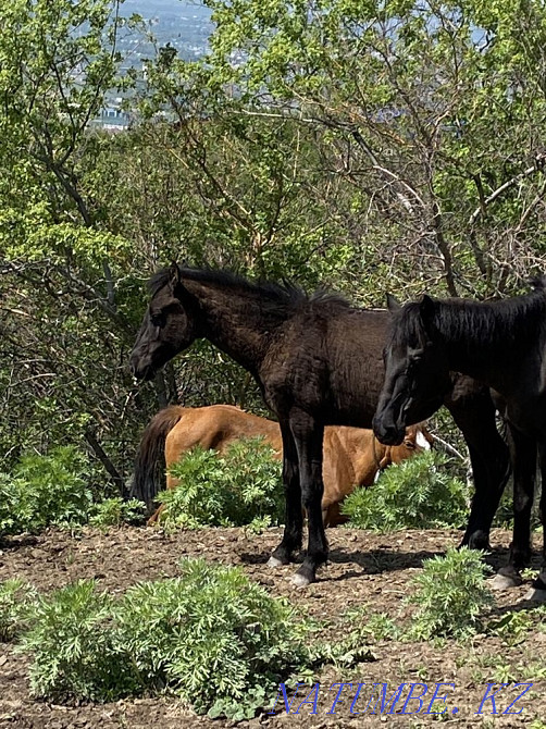 Horses thai veins Туздыбастау - photo 6
