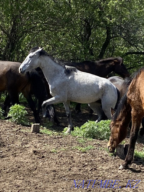 Horses thai veins Туздыбастау - photo 2