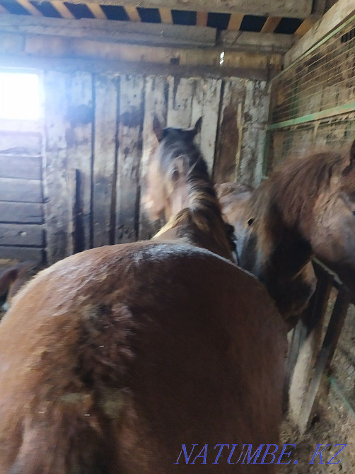 Кез келген оқиғаға арналған семіз жылқылар  - изображение 3