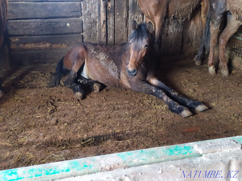 Кез келген оқиғаға арналған семіз жылқылар  - изображение 1