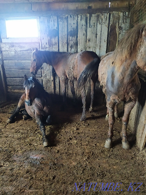 Кез келген оқиғаға арналған семіз жылқылар  - изображение 2
