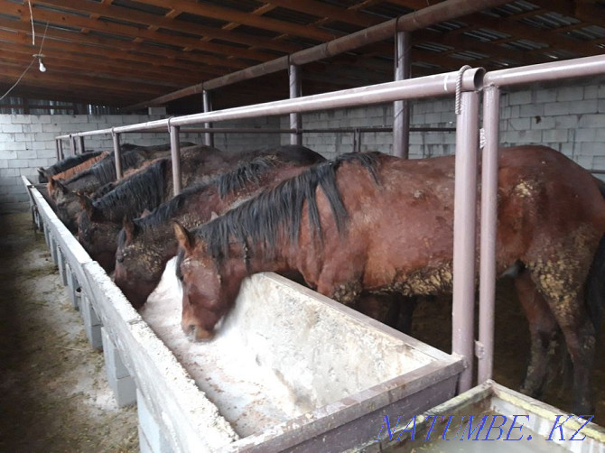 Лошади откормленные жирные на согым  - изображение 2