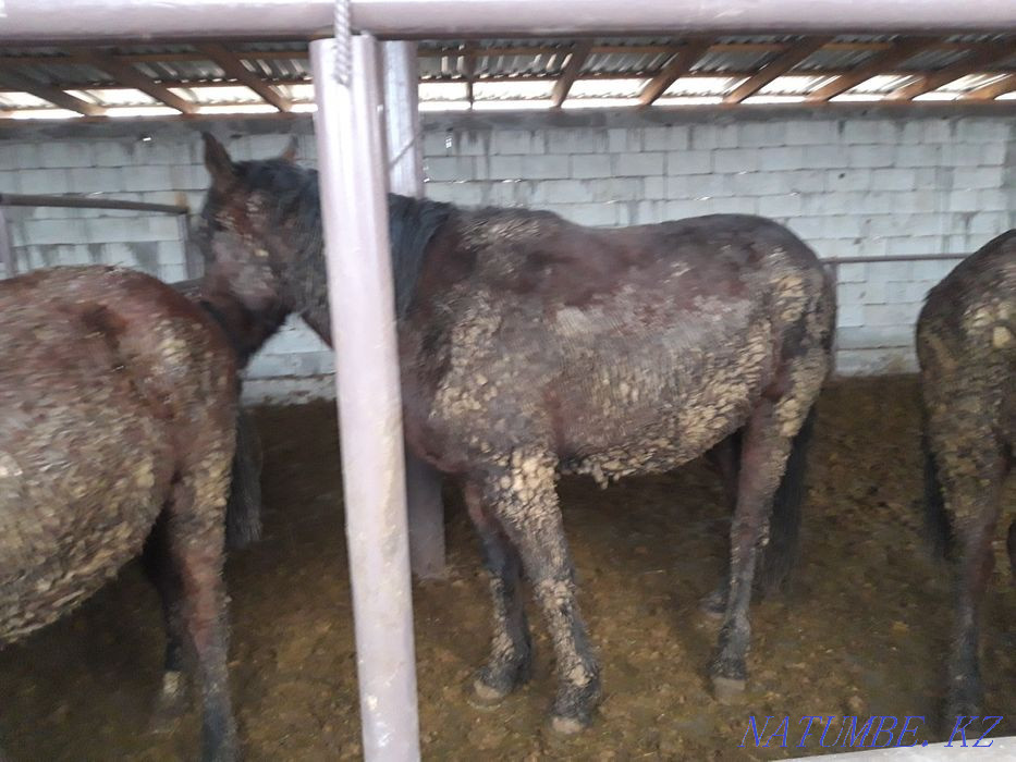 Лошади откормленные жирные на согым  - изображение 4