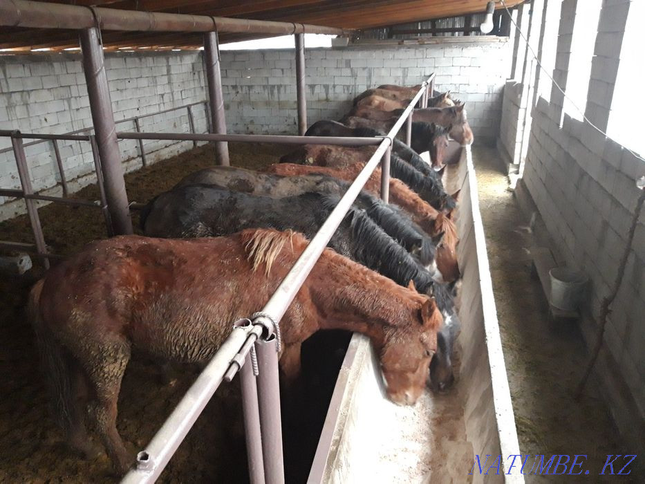 Лошади откормленные жирные на согым  - изображение 1