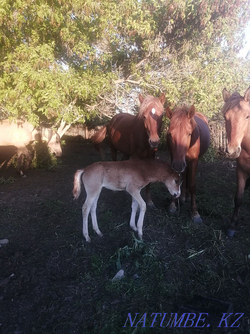 Лошади продам срочно Нура - изображение 5