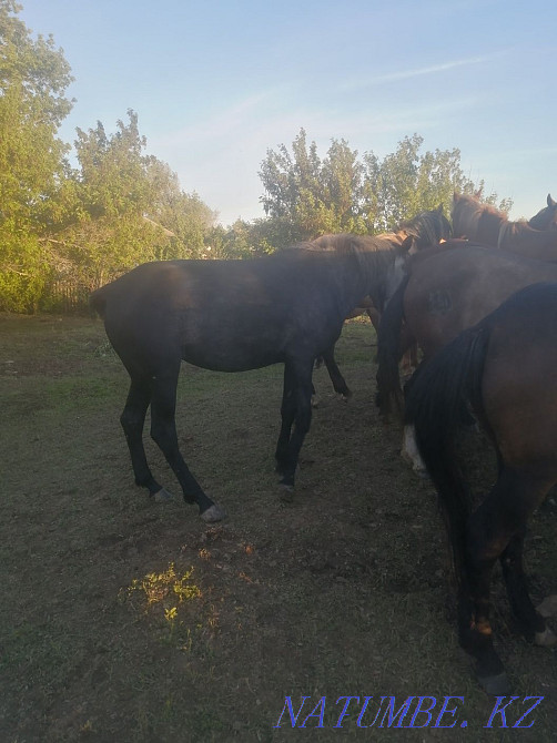 Лошади продам срочно Нура - изображение 2