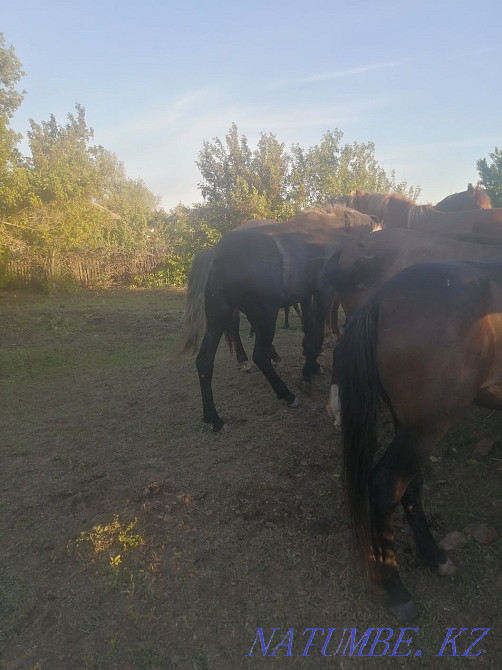Лошади продам срочно Нура - изображение 4