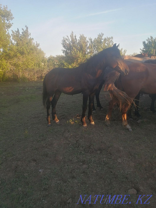 Лошади продам срочно Нура - изображение 3