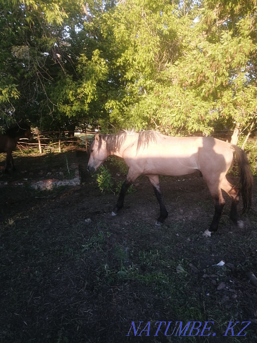Лошади продам срочно Нура - изображение 1