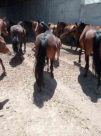 Срочно жирные лошади кабылы продам 
