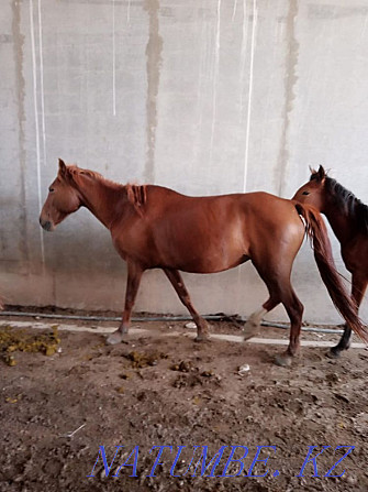 Urgently fat horses for sale  - photo 3