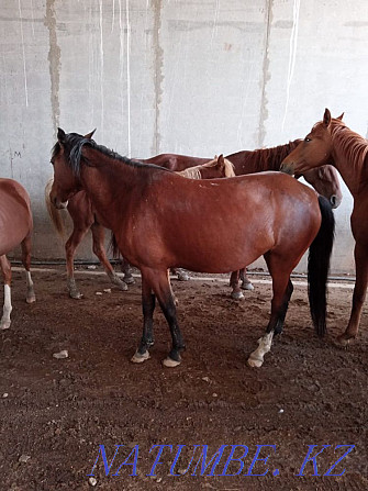 Urgently fat horses for sale  - photo 1