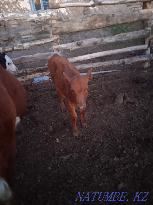 farm animals horses cows Petropavlovsk - photo 2